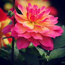 位圖 植物攝影 寫實花卉 花朵 牡丹 免費素材