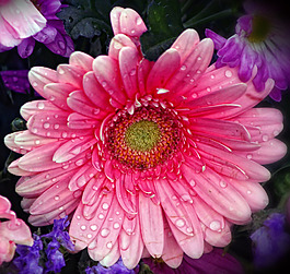 位圖 植物攝影 寫實(shí)花卉 花朵 菊花 免費(fèi)素材