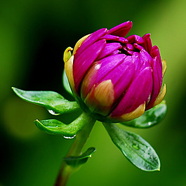 位圖 植物攝影 寫實(shí)花卉 花朵 數(shù)碼照片 免費(fèi)素材