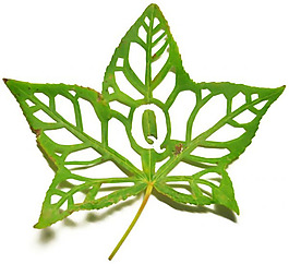 位圖 插畫(huà) 時(shí)尚插畫(huà) 植物插畫(huà) 藝術(shù)效果 免費(fèi)素材