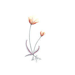 位圖 植物 寫意花卉 花朵 免費(fèi)素材