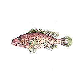 位圖 插畫 動物插畫 藝術(shù)效果 手繪 免費素材