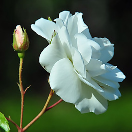 位圖 植物攝影 寫實(shí)花卉 花朵 數(shù)碼照片 免費(fèi)素材