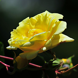 位圖 植物攝影 寫實(shí)花卉 花朵 數(shù)碼照片 免費(fèi)素材