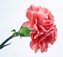 位圖 植物攝影 寫實(shí)花卉 花朵 康乃馨 免費(fèi)素材