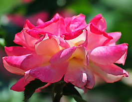 位圖 植物攝影 寫實(shí)花卉 花朵 菊花 免費(fèi)素材