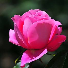 位圖 植物攝影 寫實(shí)花卉 花朵 玫瑰 免費(fèi)素材
