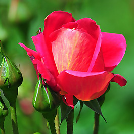 位圖 植物攝影 寫實(shí)花卉 花朵 玫瑰 免費(fèi)素材