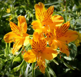 位圖 植物攝影 寫實(shí)花卉 花朵 數(shù)碼照片 免費(fèi)素材