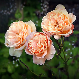 位圖 植物攝影 寫實(shí)花卉 花朵 數(shù)碼照片 免費(fèi)素材