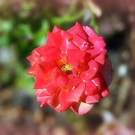 位圖 植物攝影 寫實花卉 花朵 數(shù)碼照片 免費素材
