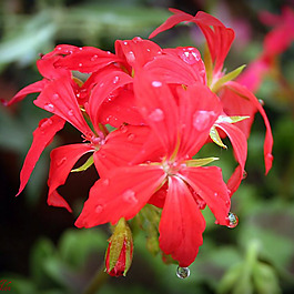 位圖 植物攝影 寫實(shí)花卉 花朵 數(shù)碼照片 免費(fèi)素材