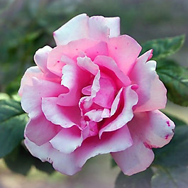 位圖 植物攝影 寫(xiě)實(shí)花卉 花朵 數(shù)碼照片 免費(fèi)素材
