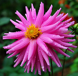 位圖 植物攝影 寫(xiě)實(shí)花卉 花朵 數(shù)碼照片 免費(fèi)素材