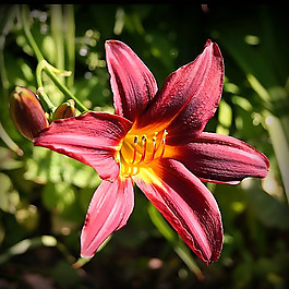 位圖 植物攝影 寫實(shí)花卉 花朵 百合 免費(fèi)素材