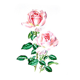 位圖 植物 寫(xiě)意花卉 花朵 玫瑰 免費(fèi)素材