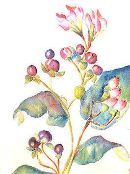 位圖 植物 寫意花卉 花朵 果子 免費素材