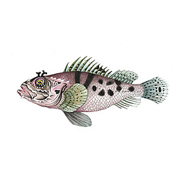 位圖 插畫 動物插畫 藝術效果 手繪 免費素材