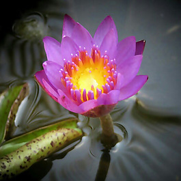 位圖 植物攝影 寫實(shí)花卉 花朵 蓮花 免費(fèi)素材