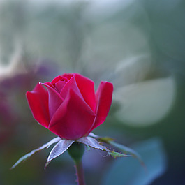 位圖 植物攝影 寫實(shí)花卉 花朵 玫瑰 免費(fèi)素材