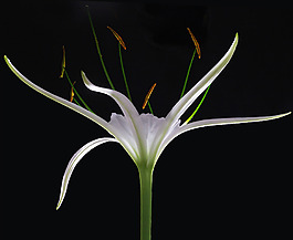 位圖 植物攝影 寫實(shí)花卉 花朵 百合 免費(fèi)素材