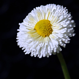 位圖 植物攝影 寫(xiě)實(shí)花卉 花朵 菊花 免費(fèi)素材