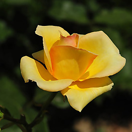 位圖 植物攝影 寫(xiě)實(shí)花卉 花朵 玫瑰 免費(fèi)素材