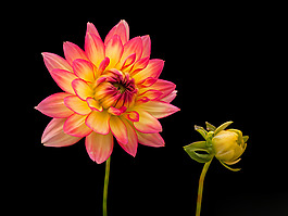 位圖 植物攝影 寫(xiě)實(shí)花卉 花朵 數(shù)碼照片 免費(fèi)素材
