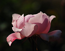 位圖 植物攝影 寫實(shí)花卉 花朵 數(shù)碼照片 免費(fèi)素材