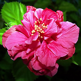 位圖 植物攝影 寫(xiě)實(shí)花卉 花朵 數(shù)碼照片 免費(fèi)素材