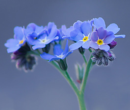 位圖 植物攝影 寫(xiě)實(shí)花卉 花朵 數(shù)碼照片 免費(fèi)素材