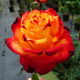 位圖 植物攝影 寫實(shí)花卉 花朵 數(shù)碼照片 免費(fèi)素材