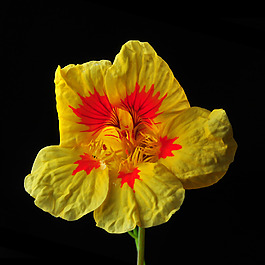 位圖 植物攝影 寫實(shí)花卉 花朵 數(shù)碼照片 免費(fèi)素材