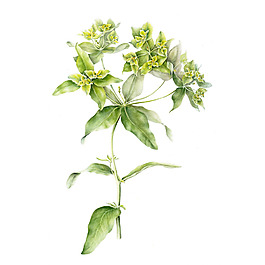 位圖 植物 寫意花卉 花朵 免費素材
