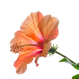 位圖 植物攝影 寫實花卉 花朵 數(shù)碼照片 免費素材