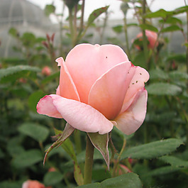 位圖 植物攝影 寫實花卉 花朵 數(shù)碼照片 免費素材