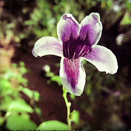 位圖 植物攝影 寫實(shí)花卉 花朵 數(shù)碼照片 免費(fèi)素材