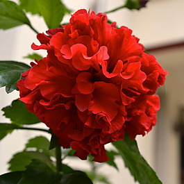 位圖 植物攝影 寫(xiě)實(shí)花卉 花朵 數(shù)碼照片 免費(fèi)素材