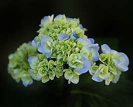 位圖 植物攝影 寫實花卉 花朵 數(shù)碼照片 免費素材
