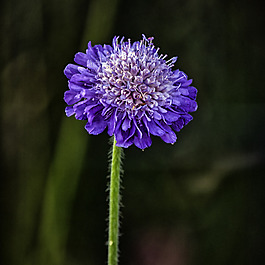 位圖 植物攝影 寫實(shí)花卉 花朵 數(shù)碼照片 免費(fèi)素材
