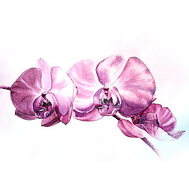 位圖 植物 寫意花卉 花朵 蘭花 免費(fèi)素材