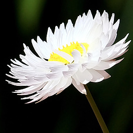 位圖 植物攝影 寫(xiě)實(shí)花卉 花朵 菊花 免費(fèi)素材