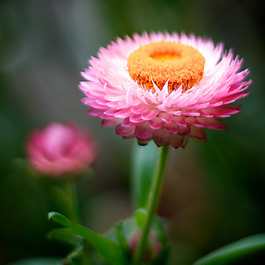 位圖 植物攝影 寫實(shí)花卉 花朵 數(shù)碼照片 免費(fèi)素材