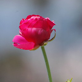 位圖 植物攝影 寫(xiě)實(shí)花卉 花朵 數(shù)碼照片 免費(fèi)素材