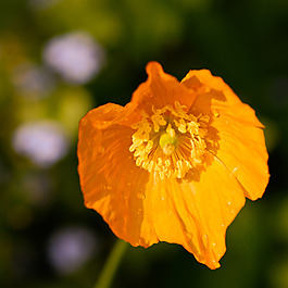 位圖 植物攝影 寫實(shí)花卉 花朵 數(shù)碼照片 免費(fèi)素材