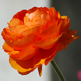 位圖 植物攝影 寫(xiě)實(shí)花卉 花朵 數(shù)碼照片 免費(fèi)素材