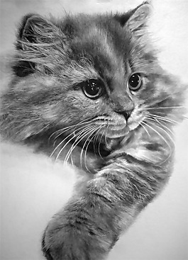 位圖 插畫 時尚插畫 動物插畫 藝術效果 免費素材