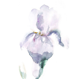 位圖 植物 寫意花卉 花朵 鳶尾 免費(fèi)素材