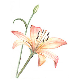位圖 植物 寫(xiě)意花卉 花朵 百合 免費(fèi)素材