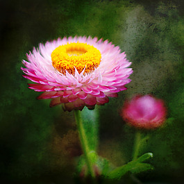 位圖 植物攝影 寫實花卉 花朵 數(shù)碼照片 免費素材